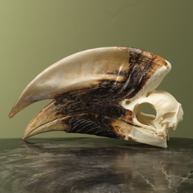 4150 Witpootneushoornvogel M Schedel