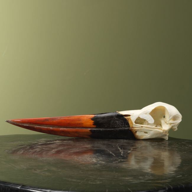 4154 Zadelbekooievaar Schedel