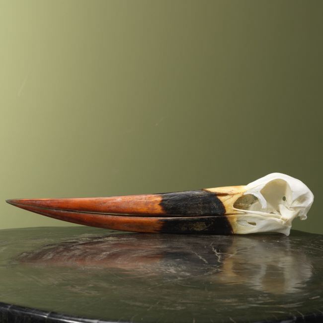 4155 Zadelbekooievaar Schedel