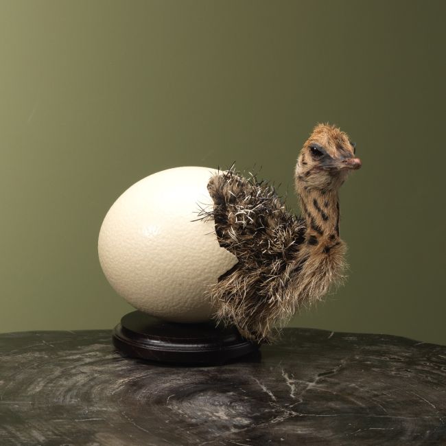 4163 Struisvogel in Ei