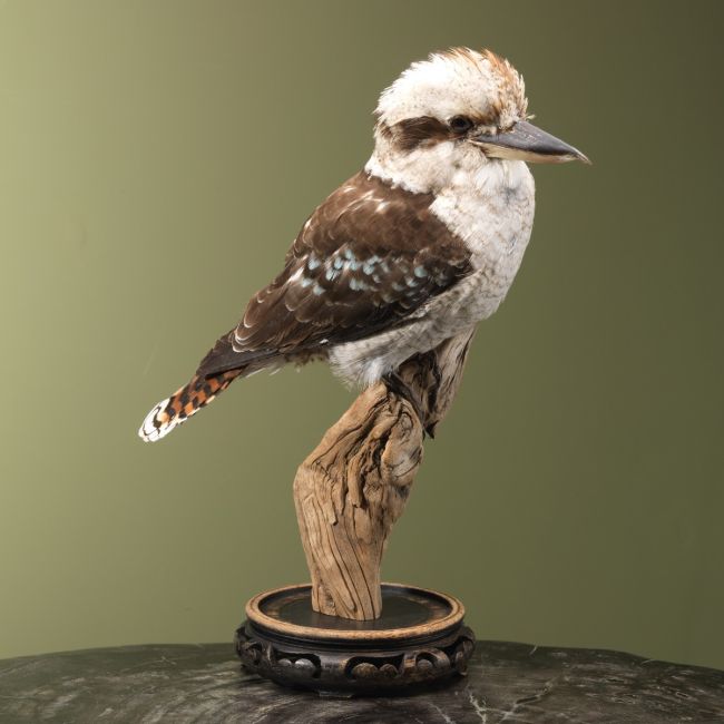 4189 Kookaburra