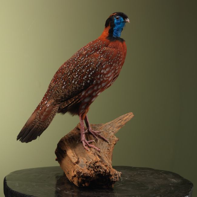 4197 Temmincks Tragopaan