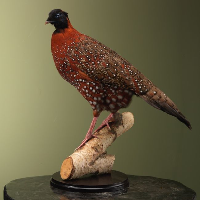 4198 Satyr Tragopaan