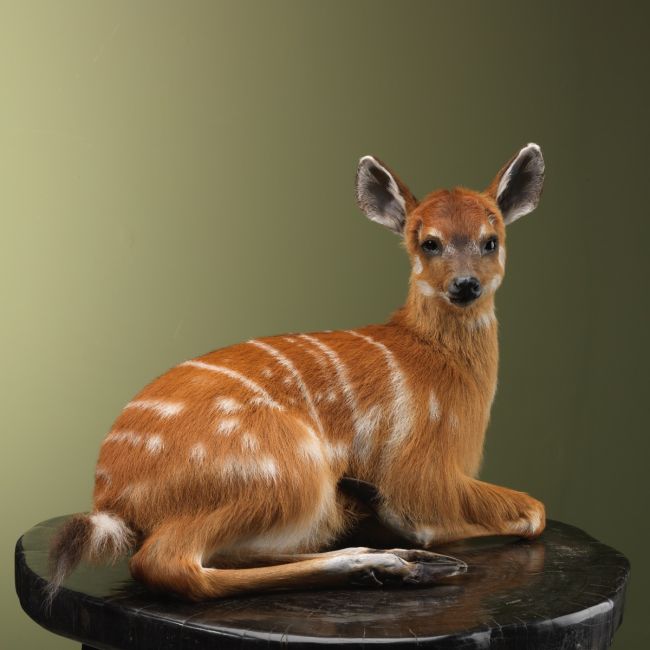 4199 Sitatoenga Jong