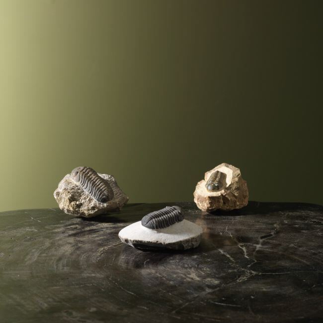 4233 Trilobiet Set 3 stuks