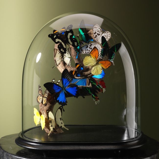 4249 Vlinders in Stolp