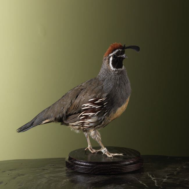 4260 Gambels Kuifkwartel