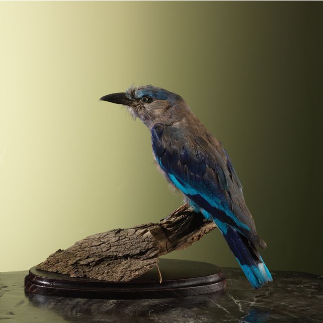 4278 Indochinese Scharrelaar