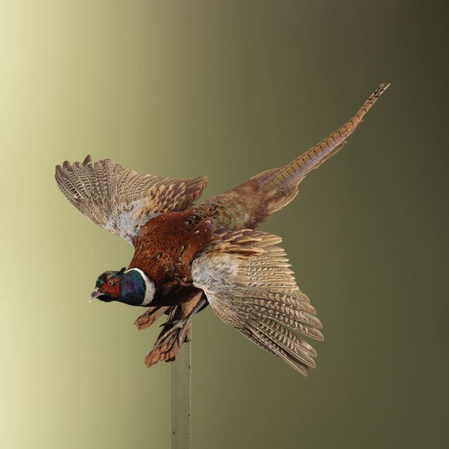 4346 Fazant Vliegend