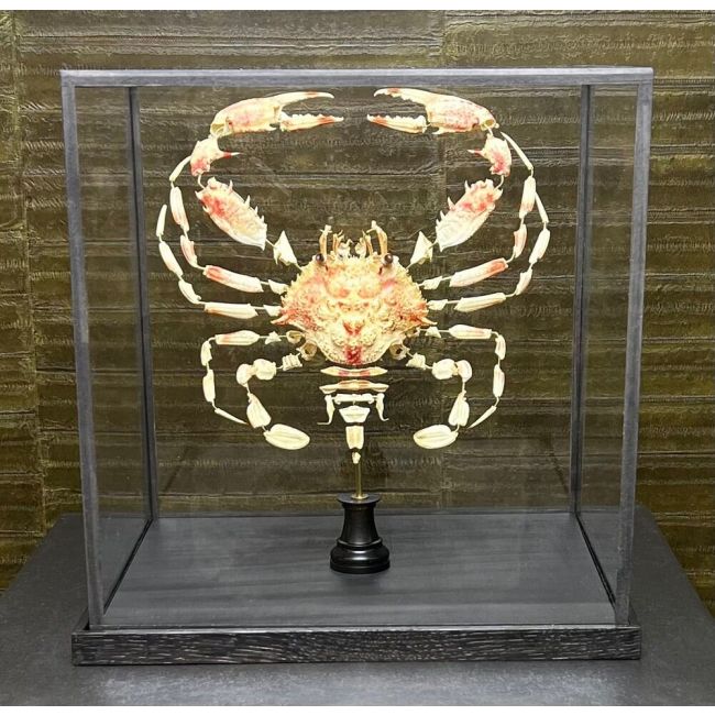 0639 Beauchêne Krab - Charybdis natator