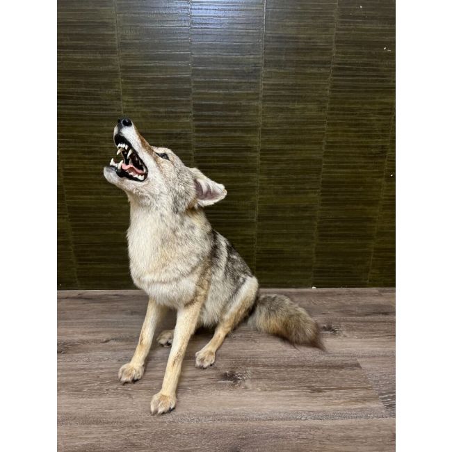 0817 Coyote