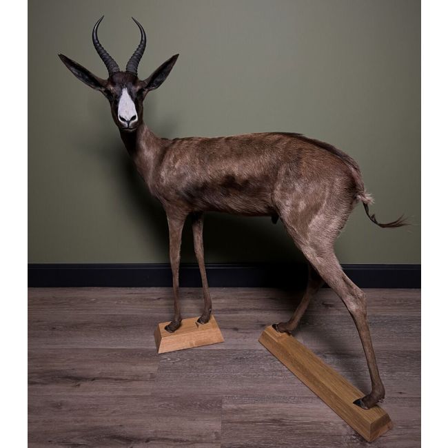 1395 Springbok Zwart