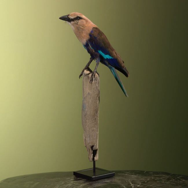 3636 Blauwbuikscharrelaar