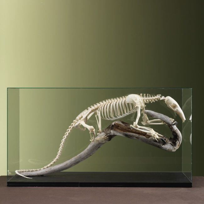 3708 Tamandua Skelet