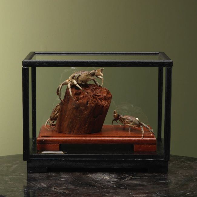 4100 Strandkrab in Vitrine