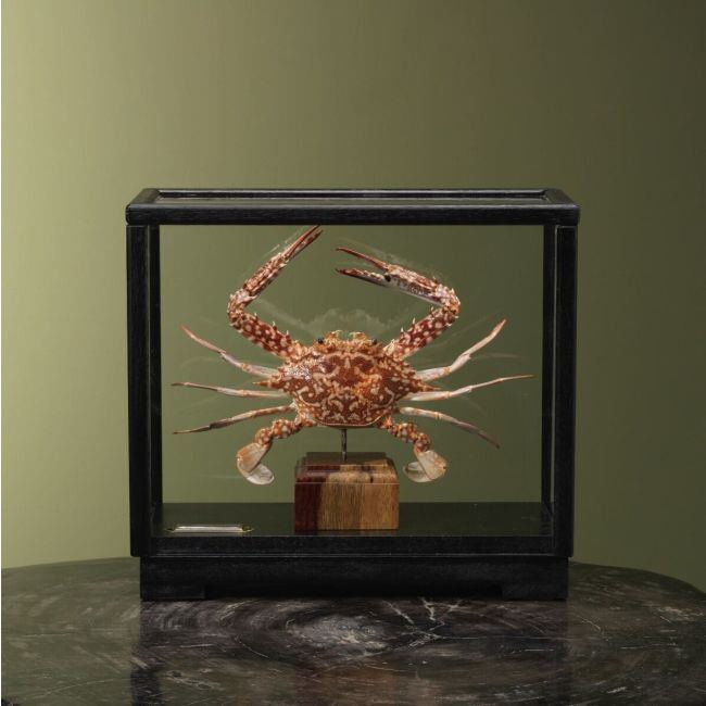 4104 Blauwe Zwemkrab in Vitrine