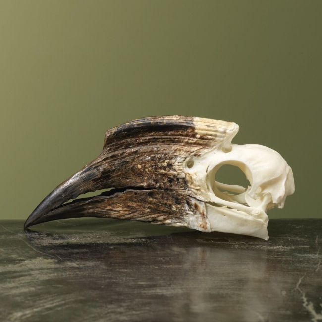 4147 Trompetneushoornvogel V Schedel