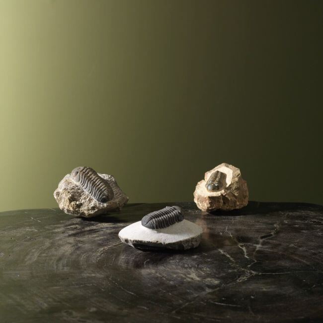 4233 Trilobiet Set 3 stuks