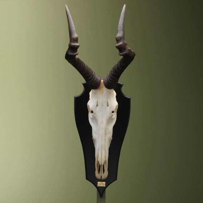 4417 Hartenbeest Schedel