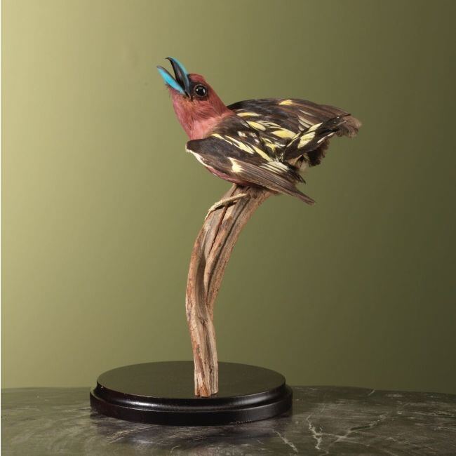 4536 Javaanse Hapvogel Antiek