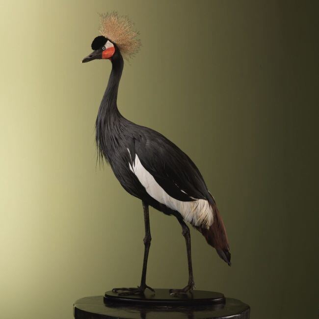 4555 Zwarte Kroonkraanvogel
