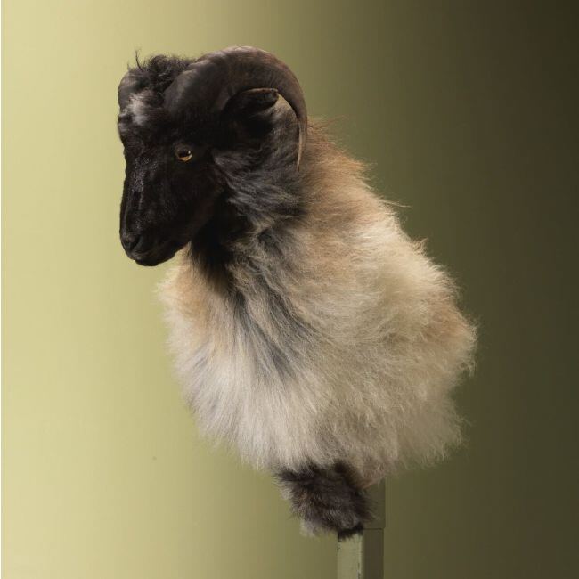 4567 Schaap