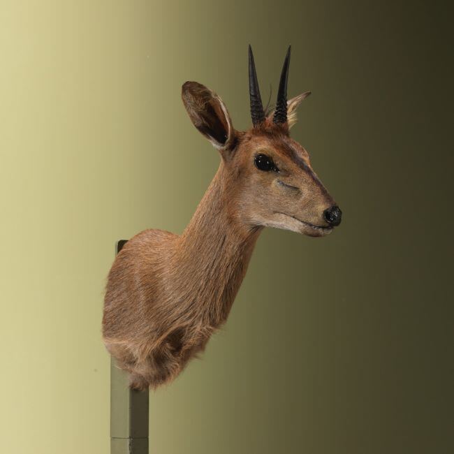 4570 Duiker