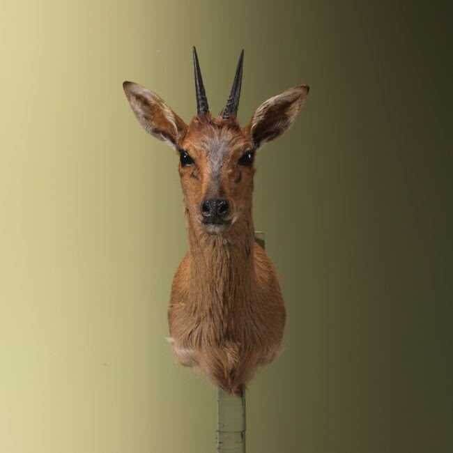 4571 Duiker