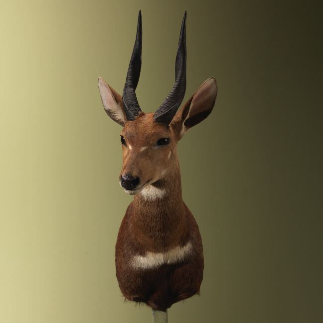 4572 Bushbuck