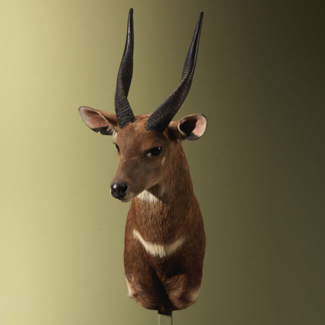 4573 Bushbuck