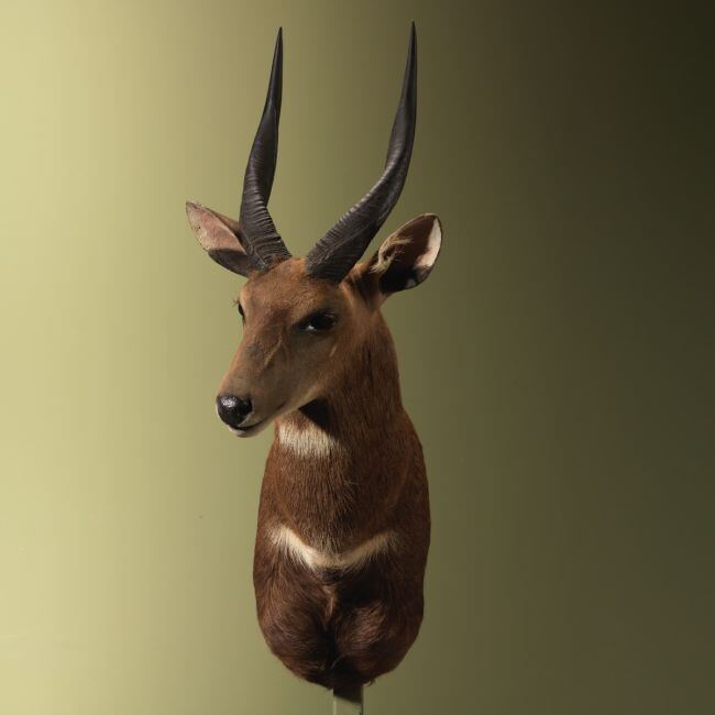 4574 Bushbuck