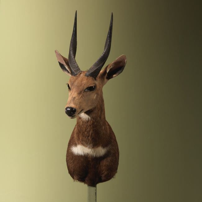 4575 Bushbuck