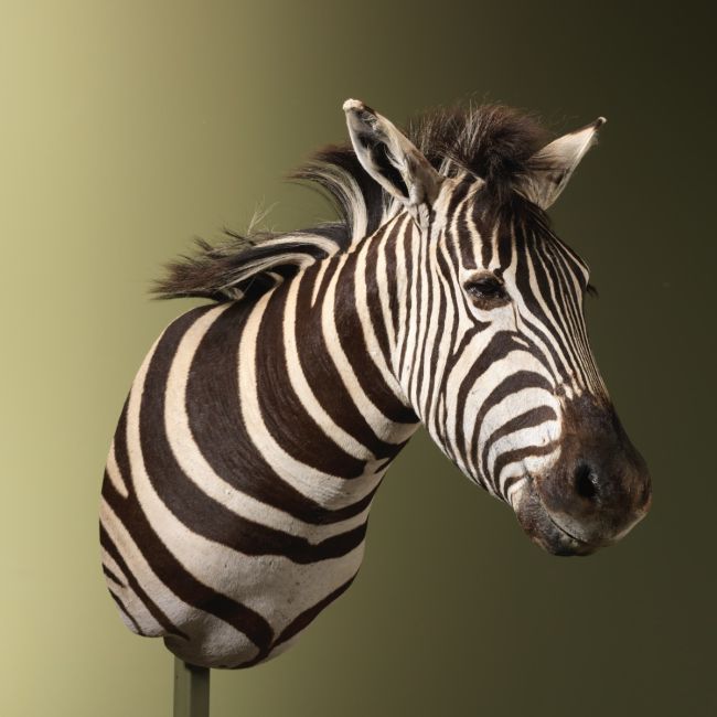 4582 Zebra