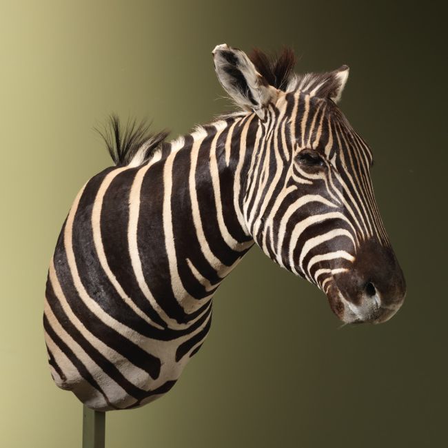 4584 Zebra