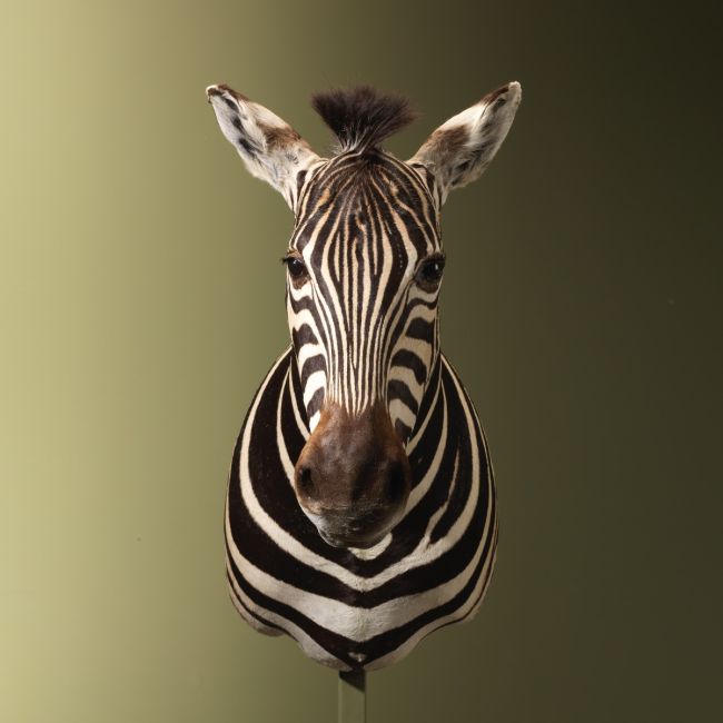 4585 Zebra