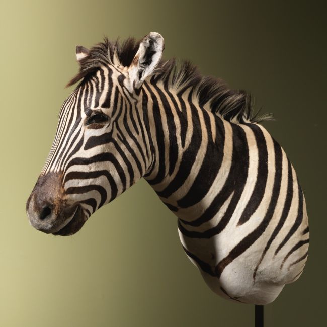 4586 Zebra