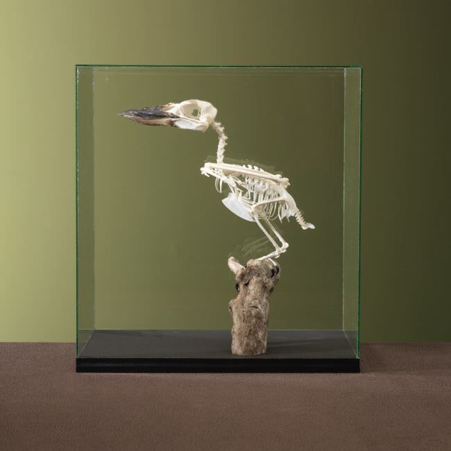 4594 Kookaburra Skelet