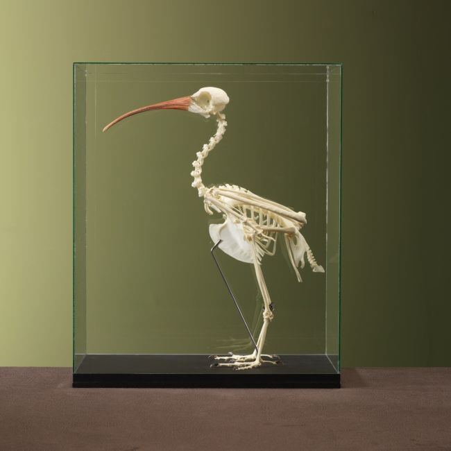 4600 Kaalkopibis Skelet