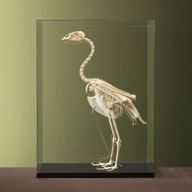 4609 Hoendergans Skelet