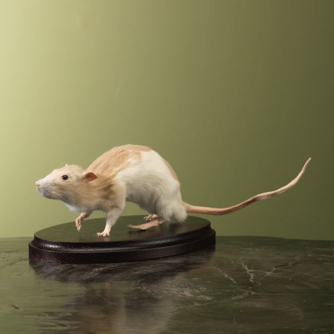 4621 Tamme Rat