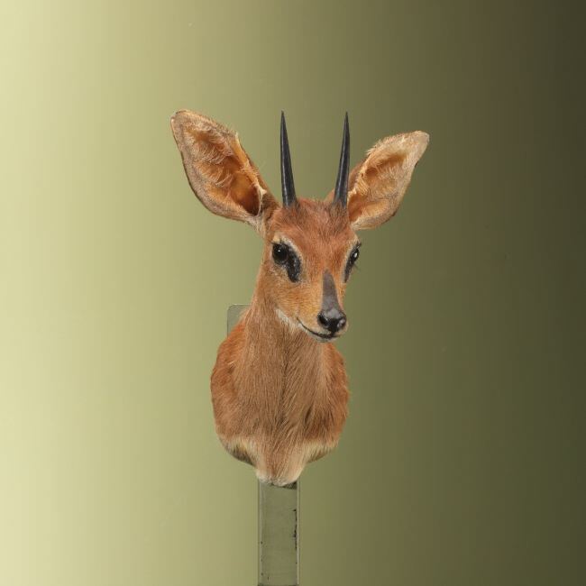 4641 Steenbokantilope
