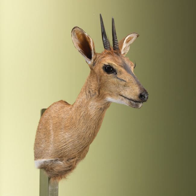 4642 Duiker