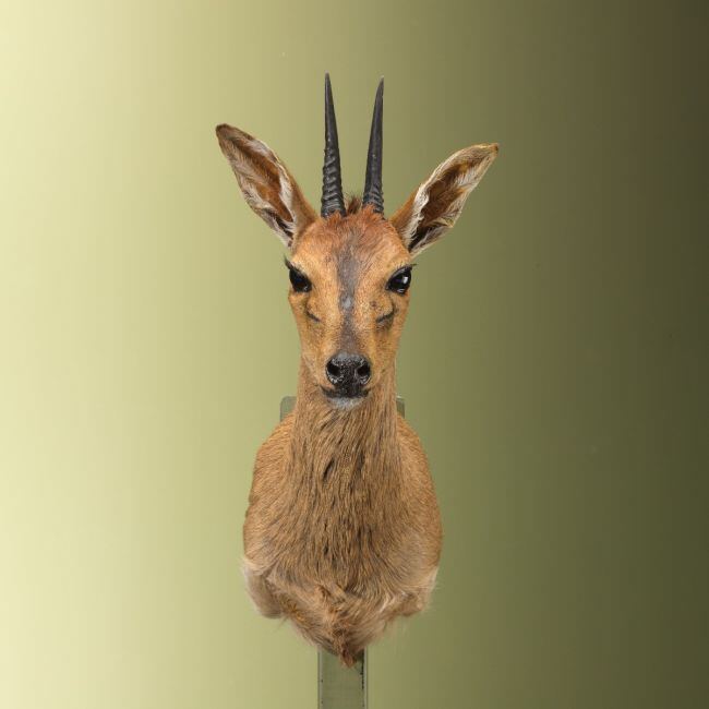 4643 Duiker
