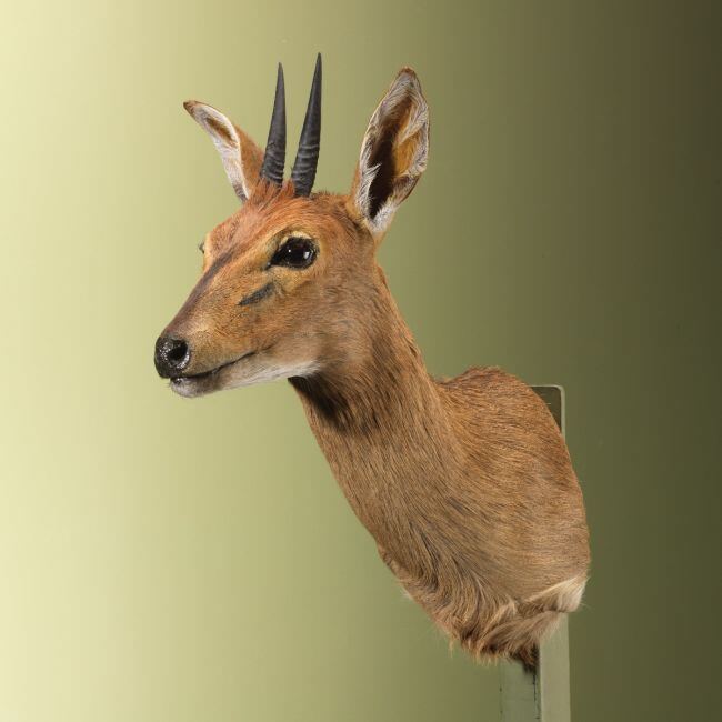 4644 Duiker