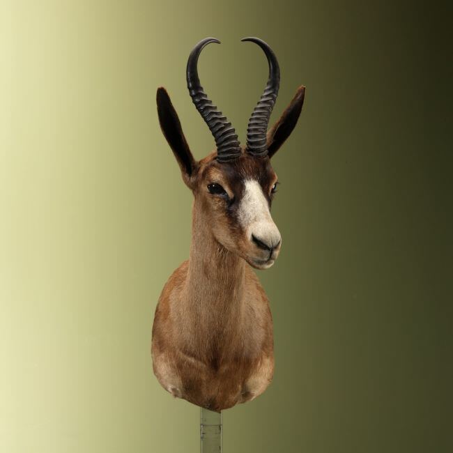 4648 Springbok