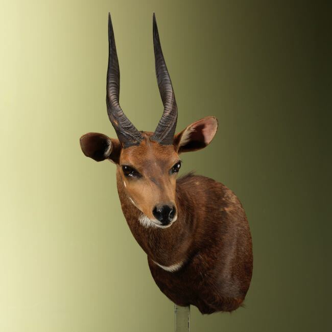 4650 Bushbuck Offset