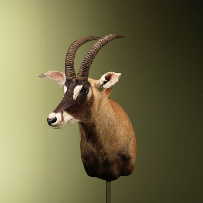 4665 Roanantilope