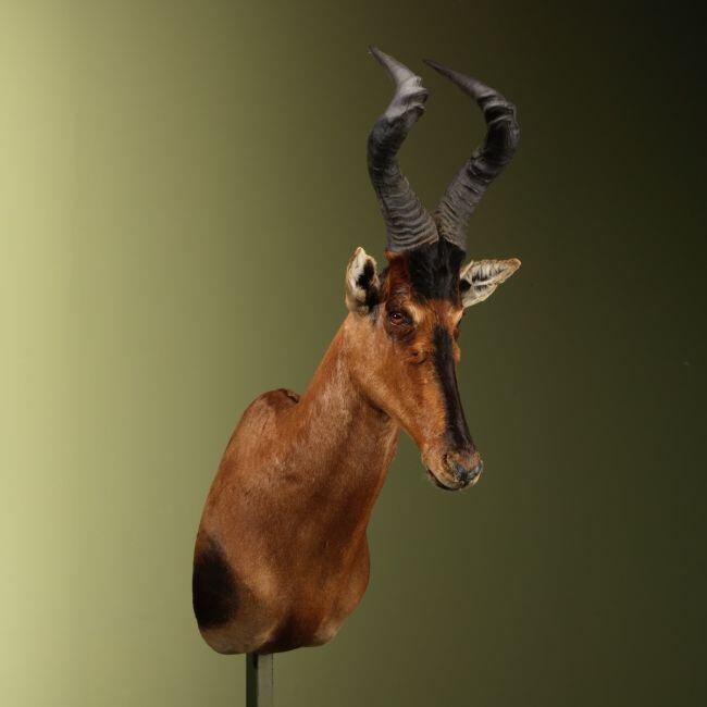 4666 Hartenbeest