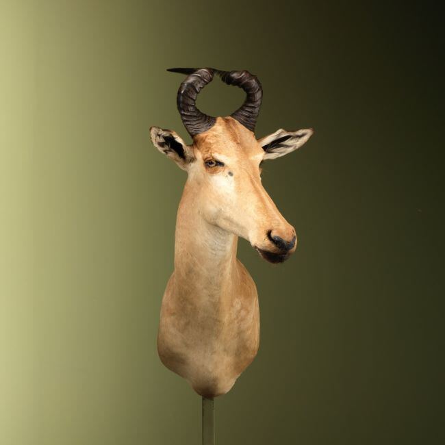 4667 Lichtensteinantilope Hartenbeest