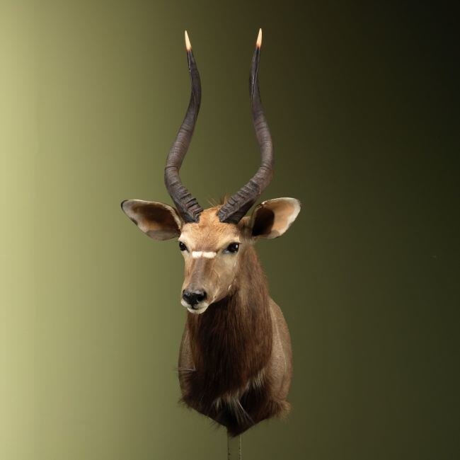 4668 Nyala